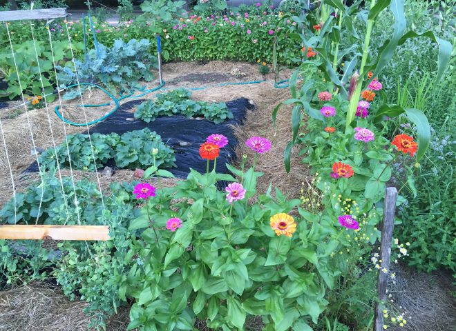 flowers in planted garden